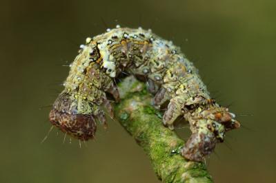 <i>Allophyes oxyacanthae</i>