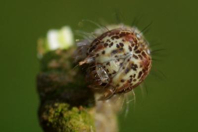 <i>Allophyes oxyacanthae</i>