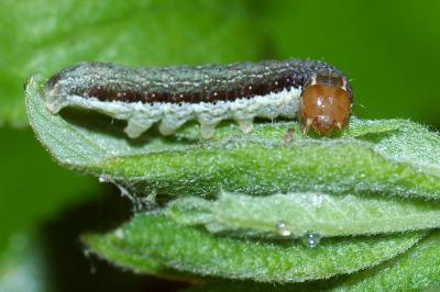 <i>Leptologia lota</i>