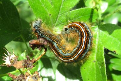 <i>Malacosoma neustria</i>