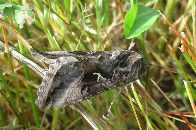 <i>Autographa gamma</i>