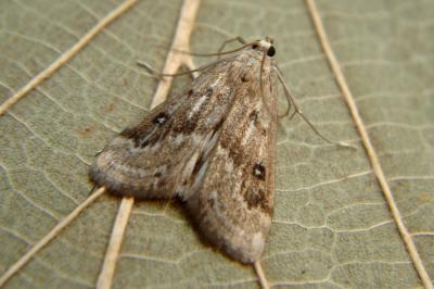 <i>Parapoynx stratiotata</i>