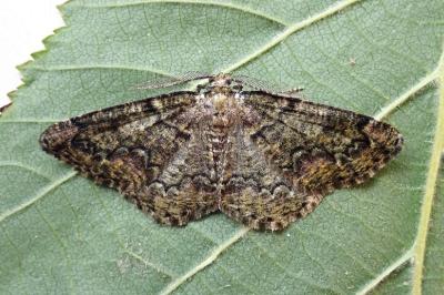 <i>Cleorodes lichenaria</i>