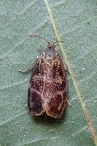 <i>Ptycholoma lecheana</i>