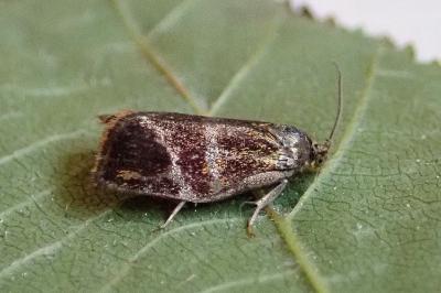 <i>Ptycholoma lecheana</i>