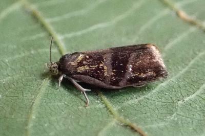 <i>Ptycholoma lecheana</i>