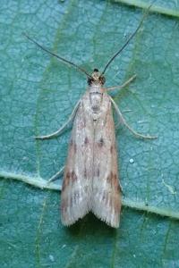 <i>Homoeosoma sinuella</i>