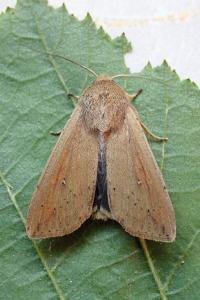 <i>Mythimna unipuncta</i>