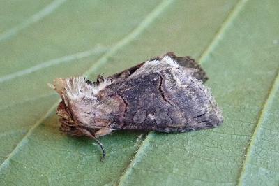 <i>Abrostola triplasia</i>