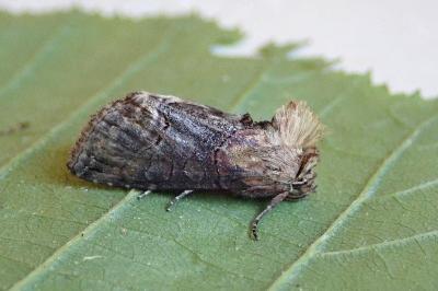 <i>Abrostola triplasia</i>