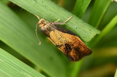 <i>Ptycholoma lecheana</i>