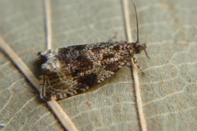 <i>Celypha lacunana</i>