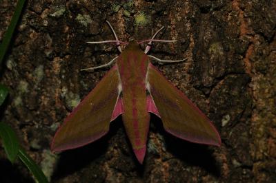 <i>Deilephila elpenor</i>
