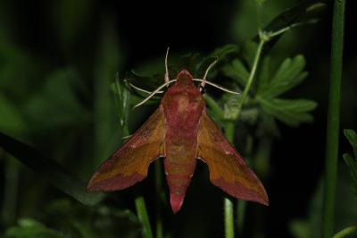 <i>Deilephila porcellus</i>