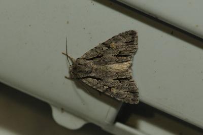 <i>Acronicta psi/tridens</i>