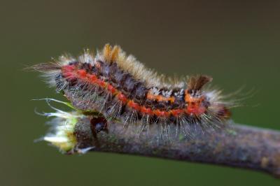 <i>Orgyia recens</i>