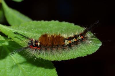<i>Orgyia recens</i>