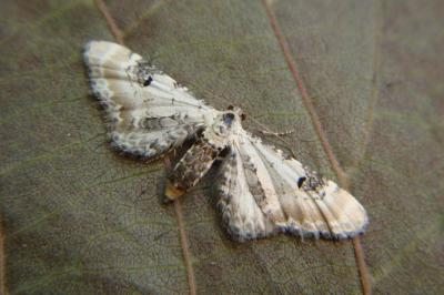 <i>Eupithecia centaureata</i>