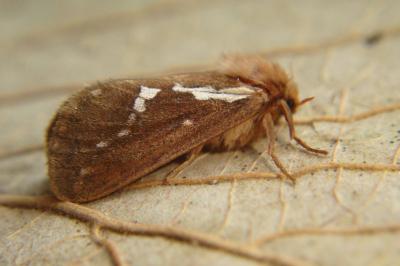 <i>Korscheltellus lupulinus</i>
