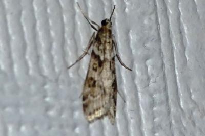 <i>Eudonia angustea</i>