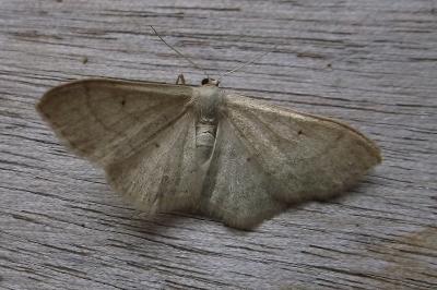 <i>Idaea straminata</i>