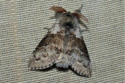 <i>Calliteara pudibunda</i>