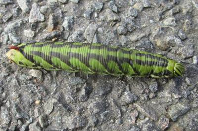 <i>Agrius convolvuli</i>