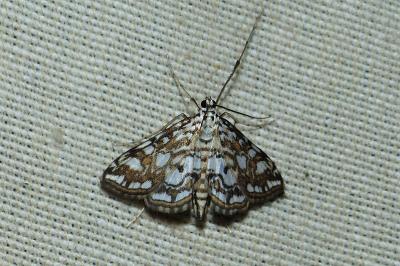 <i>Elophila nymphaeata</i>