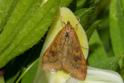<i>Udea ferrugalis</i>