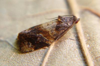 <i>Ditula angustiorana</i>