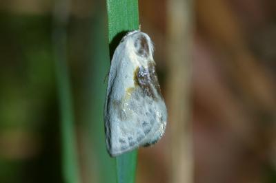 <i>Cilix glaucata</i>