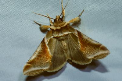 <i>Habrosyne pyritoides</i>