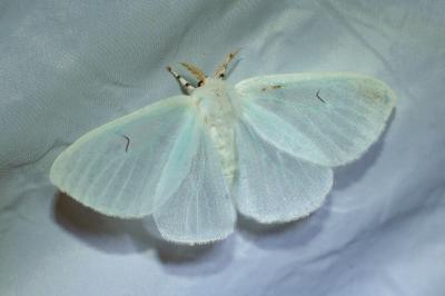 <i>Arctornis l-nigrum</i>