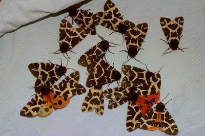 <i>Arctia caja</i>
