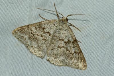 <i>Pseudoterpna coronillaria</i>