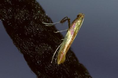 <i>Caloptilia alchimiella</i>