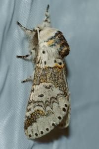 <i>Furcula furcula</i>