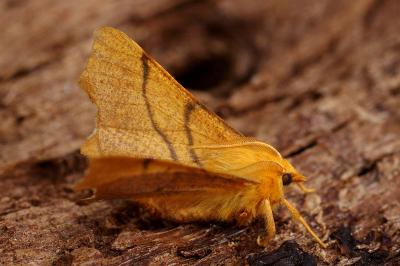 <i>Ennomos erosaria</i>