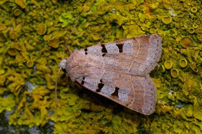 <i>Eugnorisma glareosa</i>