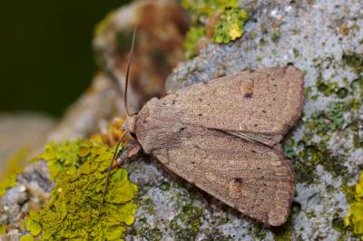 <i>Xestia castanea</i>