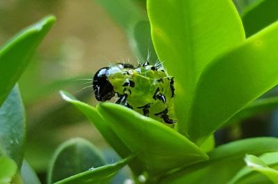 <i>Cydalima perspectalis</i>
