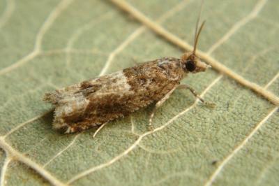 <i>Crocidosema plebejana</i>