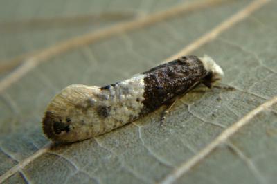 <i>Trichophaga tapetzella</i>