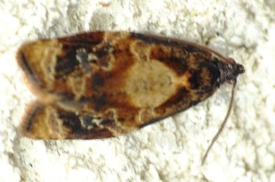 <i>Ditula angustiorana</i>