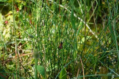 <i>Tyria jacobaeae</i>