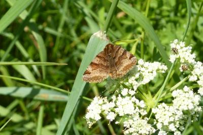 <i>Euclidia glyphica</i>