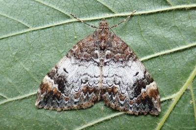 <i>Dysstroma truncata</i>