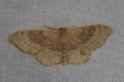 <i>Idaea degeneraria</i>