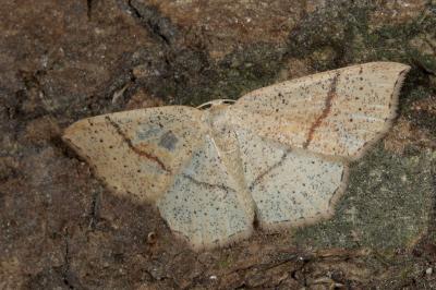 <i>Cyclophora punctaria</i>