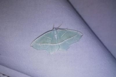 <i>Campaea margaritaria</i>